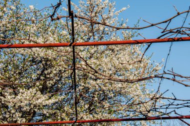 Bahçede bahar çiçekleri
