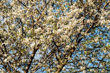 Ağaçtaki güzel bahar çiçekleri