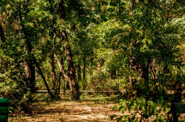 Ormanın güzel manzarası
