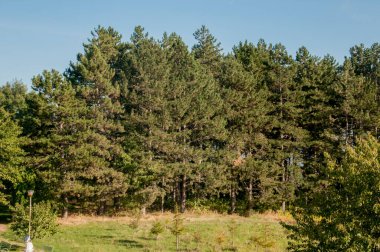 Ormanın güzel manzarası