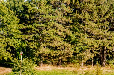 Yazın yeşil orman ve ağaçlar