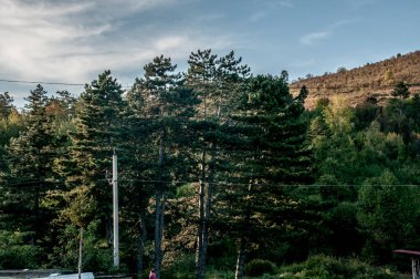 Ağaçları ve çalıları olan bir ormanın dikey görüntüsü.