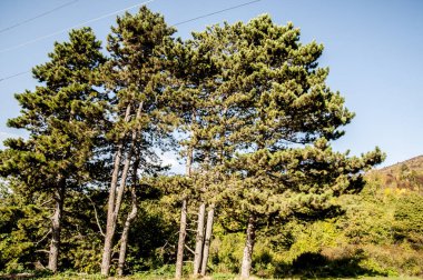 Ormanda yüksek kaliteli bir çam ağacı görüntüsü.