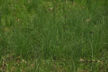 Parkta yeşil çimenler