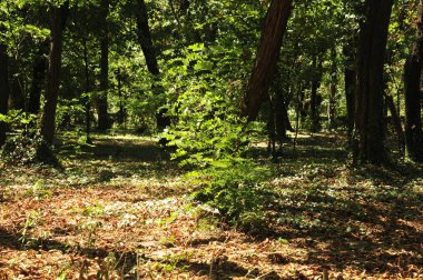 Ormanda güzel bir ağaç manzarası