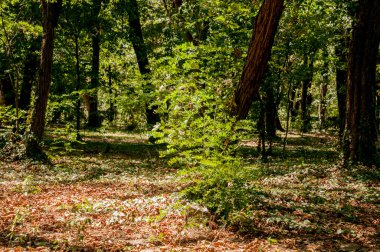 Ormanın güzel manzarası