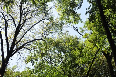 Ormanın güzel manzarası