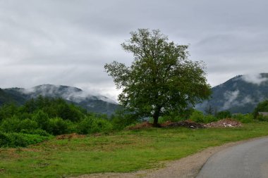 Slovakya 'da ağaçları ve dağları olan güzel bir dağ manzarası.