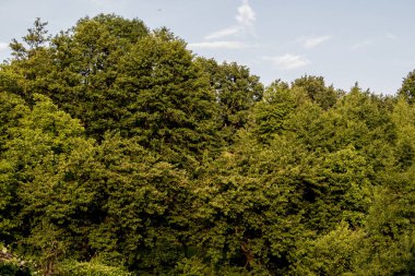 Dağlardaki yeşil orman