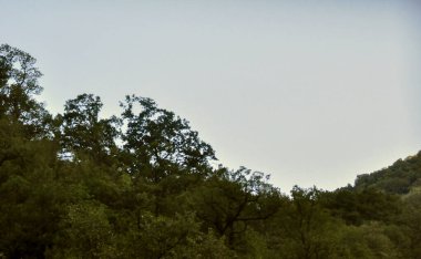 Ağacı ve dağı olan güzel bir manzara.