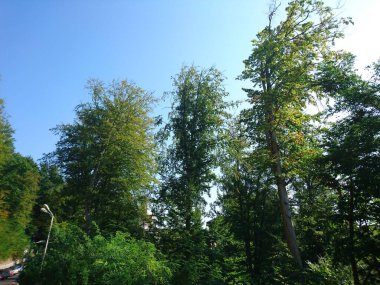 Parkın güzel manzarası