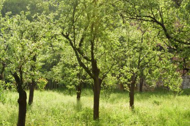 Güzel botanik fotoğrafı, doğal duvar kağıdı.