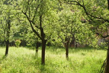 Ormanda yeşil ağaçlar