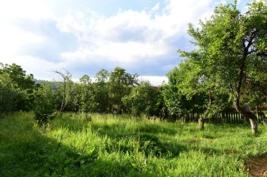 Ormanın güzel manzarası