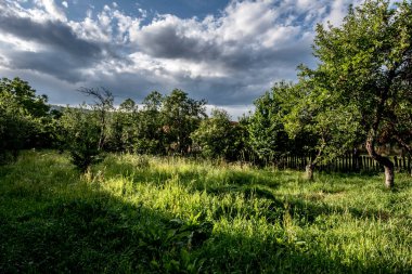Arkasında ağaçlar olan yeşil bir alan.