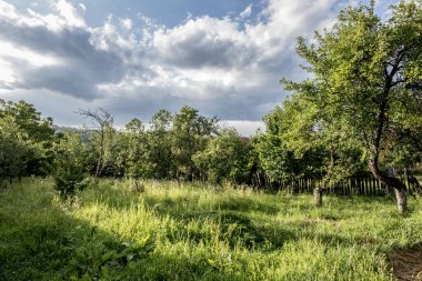 Ormanda bir ağacı olan güzel bir manzara.