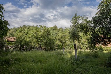 Bahçedeki güzel yeşil çimenler