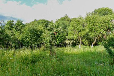 Parkta yeşil çimenler