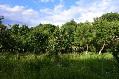 Ormanda yeşil ağaçlar