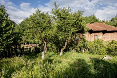 Yeşil ormandaki ahşap bir bina.