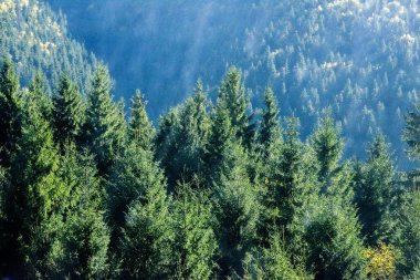 çam ağaçları ve dağ