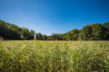 Yeşil çimenli ve mavi bulutlu sonbahar manzarası