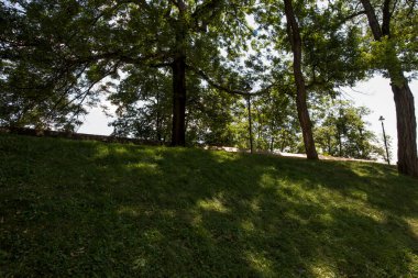 Ağaçlar yeşil çim