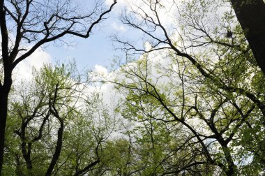 Bahar ormanındaki ağaçlar