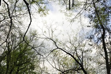 Ağaç dalları, doğa bitki örtüsü