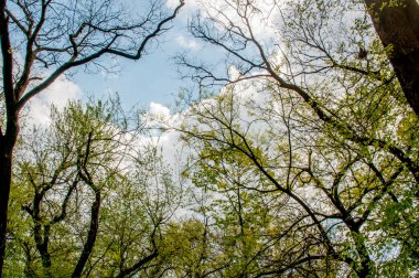 Ormanda yeşil ağaçlar