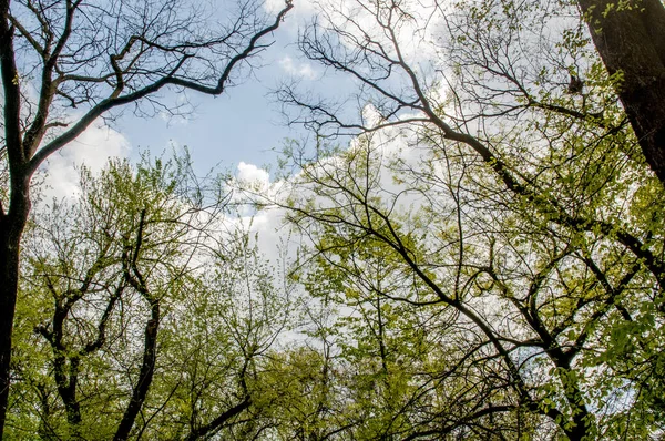 Ormanda yeşil ağaçlar