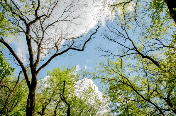 Ormanda yeşil ağaçlar