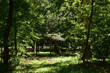 Büyük yeşil çimenleri ve bir sürü ağacı olan güzel bir park..