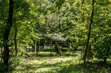 Ağaçlı ve yeşil yapraklı güzel bir manzara.