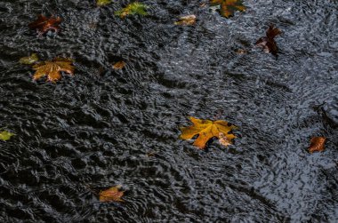 Akçaağaç ırmağın aşağısına doğru akar - renkli ve nostaljik bir sonbahar manzarası