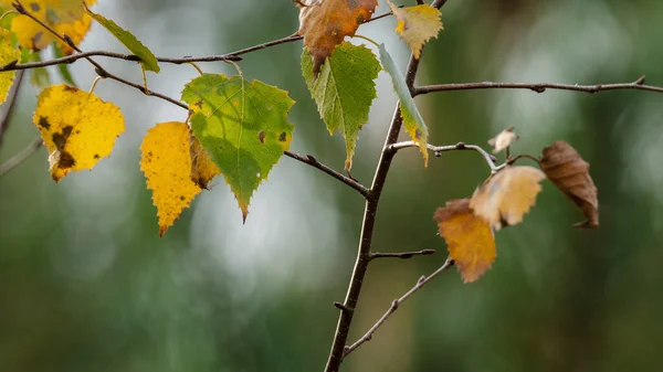 Birch Leaves 阳光明媚的秋天在树上 — 图库照片