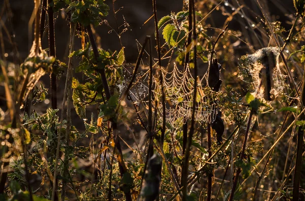 Cobweb Vida Selvagem Prado Outono — Fotografia de Stock