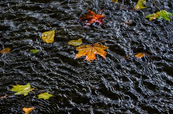 Ahornblätter Fließen Nach Unten Eine Bunte Und Nostalgische Herbstlandschaft — Stockfoto