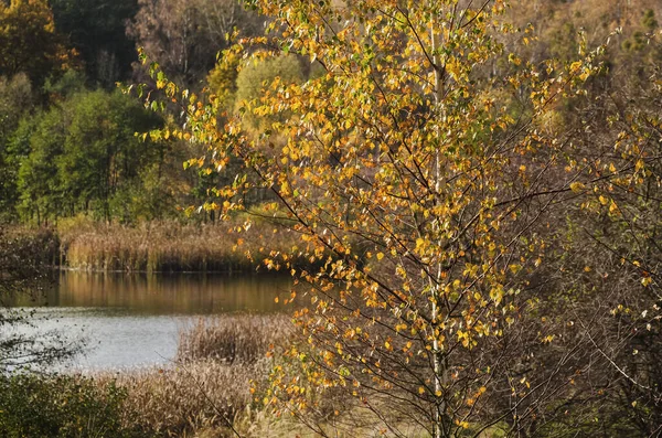AUTUMN Ağacı - Güneş ışığındaki huş ağacında sararmış yapraklar