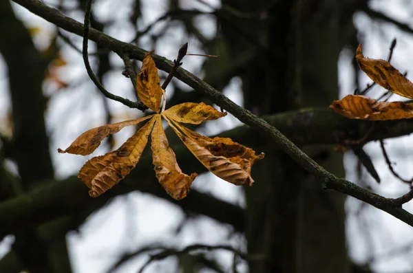 Autumn Colors Den Färgstarka Säsongen Bladen Kastanjeträd — Stockfoto