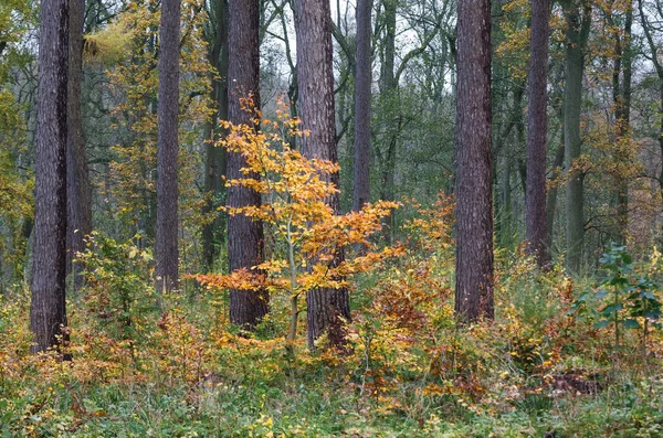 Autumn Colors Saison Colorée Sur Forêt — Photo