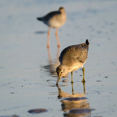 CHARADRIIFORMES - Deniz sahilinde vahşi kuşlar 