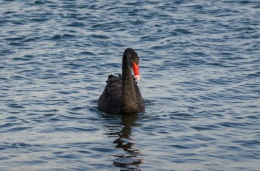 Siyah Kuğu - Vahşi kuş denizde yüzer