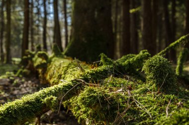 YAŞAĞI GÜNEŞ Yosun açan bir ağaç