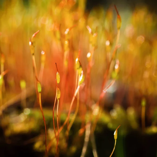 Blooming Moss Лесная Поляна Лучах Солнца — стоковое фото