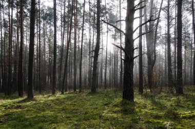 Çam Ormanı - Güneş ışığındaki doğa manzarası 