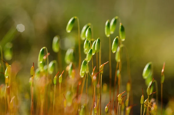 Blooming Moss Skogsglänta Solens Strålar — Stockfoto