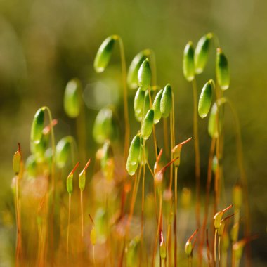 BÜYÜK MOSS - Güneşin ışınlarında bir orman 
