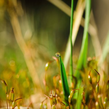 ÇİMLİ MÜZİK VE ÇİMLİ ÇİM ÇİÇİMLERİ ÇİÇİN ÇİÇİN 