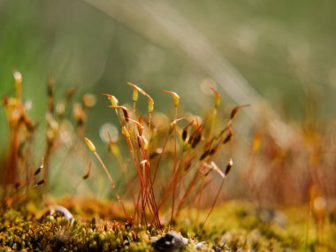 BÜYÜK MOSS - Güneşin ışınlarında bir orman 